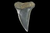 Fossil Mako Shark Tooth - South Carolina #128739-1